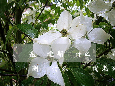 花唄逾期為什么會給我老公打電話-花唄逾期為什么會給我老公打電話呢