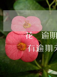 花唄逾期無(wú)法查詢欠款(花唄顯示我有逾期未還款,但是我卻找不到?)