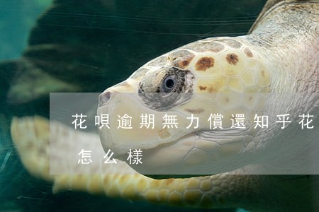 花唄逾期無力償還知乎(花唄不還或者逾期會怎么樣)