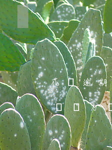 花唄逾期無力償還被法院起訴會坐牢嗎（欠花唄無力償還起訴）