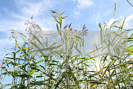 花唄逾期照樣辦信用卡嗎-花唄逾期照樣辦信用卡嗎可以嗎