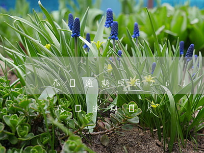 花唄逾期照片2021年(2020年支付寶花唄逾期圖片)
