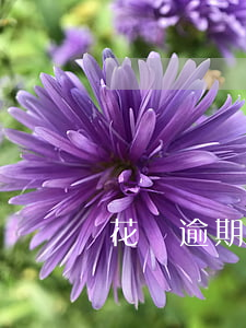 花唄逾期爆了我通訊錄