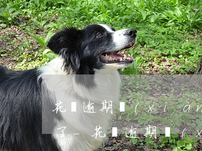 花唄逾期現(xiàn)在還清了不能使用了-花唄逾期現(xiàn)在還清了不能使用了怎么辦