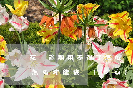 花唄逾期用不得了怎么辦(花唄逾期不能使用 怎么才能恢復(fù)使用)