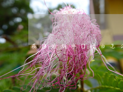 花唄逾期申訴理由怎么寫(花唄申訴舉證材料)