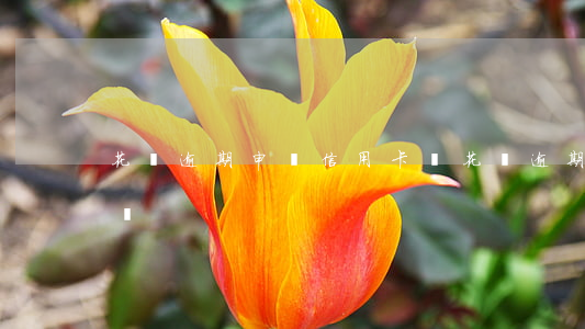 花唄逾期申請信用卡嗎(花唄逾期申請信用卡嗎)