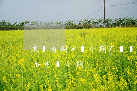 花唄逾期申請分期不給辦理怎么辦?（花唄逾期后申請分期）