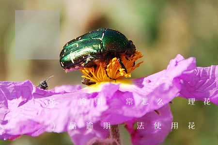 花唄逾期異常怎么處理(花唄有產(chǎn)品逾期無法使用花唄怎么回事)