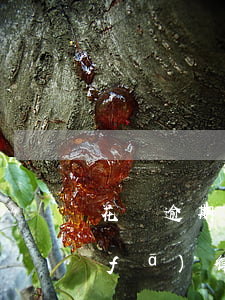 花唄逾期發(fā)函件是真的嗎(花唄發(fā)律師函是真的嗎)
