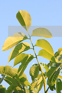 花唄逾期發(fā)律師函后還款可以撤銷嗎-花唄逾期發(fā)律師函后還款可以撤銷嗎