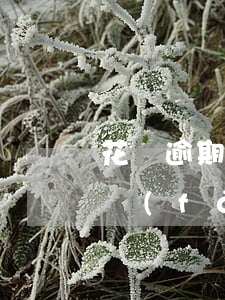 花唄逾期發(fā)的短信是什么(花唄逾期發(fā)短信說(shuō)要在24小時(shí)內(nèi)還清)