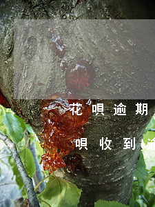 花唄逾期發(fā)短信材料通知(支付寶花唄收到逾期短信文本)