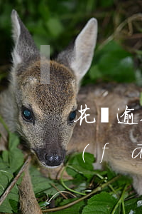 花唄逾期發(fā)短信要立案(花唄逾期發(fā)短信要立案)