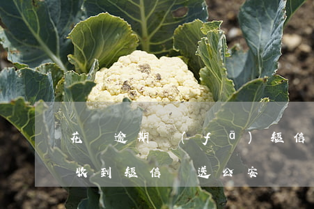 花唄逾期發(fā)短信訴前通知(花唄逾期收到短信報送公安機關立案處理)