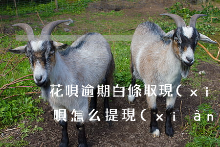 花唄逾期白條取現(xiàn)不了(白條花唄怎么提現(xiàn))