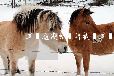 花唄逾期的圖片截圖 花唄逾期的圖片截圖