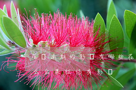 花唄逾期的影響有哪些(花唄逾期幾天會有什么后果?征信有影響)