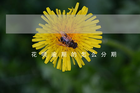 花唄逾期的怎么分期