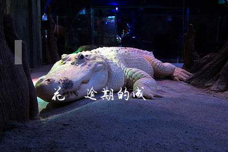 花唄逾期的成語
