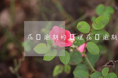 花唄逾期的處理(花唄逾期處理流程 知乎)