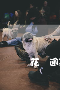 花唄逾期的話利息多少