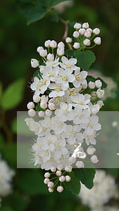 花唄逾期的還能分期嗎
