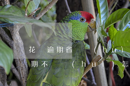 花唄逾期省唄會(huì)有額度嗎(省唄逾期不還會(huì)怎樣省唄逾期不還有什么后果)