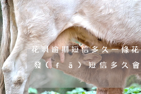 花唄逾期短信多久一條(花唄逾期200多天發(fā)短信多久會(huì)被起訴)