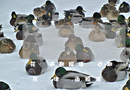 花唄逾期短信說近期發(fā)律師函(收到花唄律師函短信)