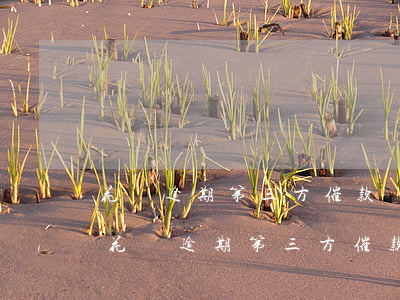 花唄逾期第三方催款發(fā)了律師函-花唄逾期第三方催款發(fā)了律師函是真的嗎
