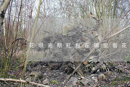 花唄逾期紅包 在哪里看（花唄逾期紅包 在哪里）