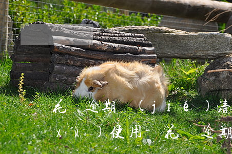 花唄逾期結(jié)清后怎么才能繼續(xù)使用-花唄逾期結(jié)清后怎么才能繼續(xù)使用呢