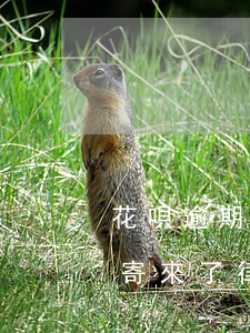 花唄逾期給你寄來了律師函(借唄跟花唄逾期寄來了律師函怎么辦)