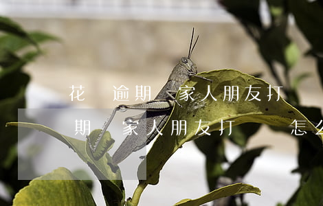 花唄逾期給家人朋友打電話怎么辦-花唄逾期給家人朋友打電話怎么辦理