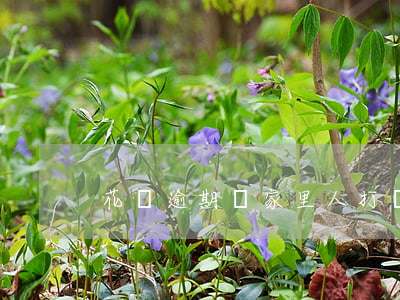 花唄逾期給家里人打電話怎么辦-