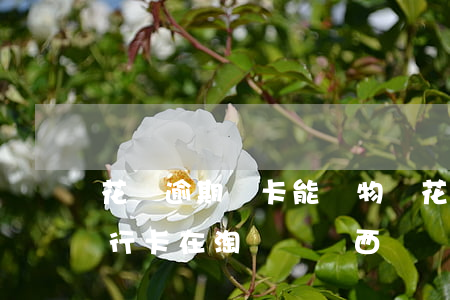 花唄逾期綁卡能購物嗎(花唄逾期還可以用銀行卡在淘寶買東西嗎)