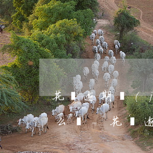 花唄逾期經(jīng)常接到騷擾電話怎么辦-花唄逾期經(jīng)常接到騷擾電話怎么辦呢