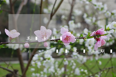 花唄逾期網(wǎng)店還可以經(jīng)營嗎(花唄逾期網(wǎng)店還可以經(jīng)營嗎)