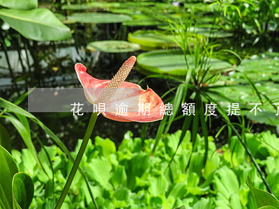 花唄逾期總額度提不了(花唄不提額度很久了)