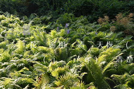 花唄逾期繳清幾天恢復(fù)(花唄逾期已經(jīng)還清楚,要多久恢復(fù)使用)