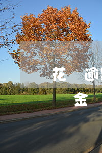 花唄逾期罰息怎么這么高(花唄逾期利息是按總金額還是逾期金額)