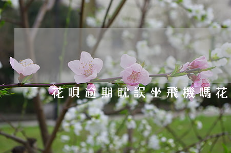 花唄逾期耽誤坐飛機嗎(花唄不還能坐飛機嗎)