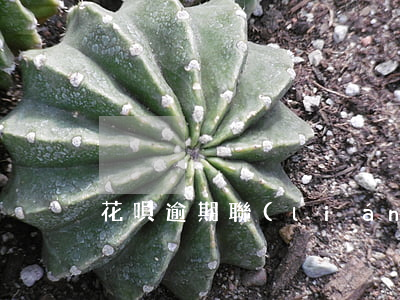 花唄逾期聯(lián)系其他人
