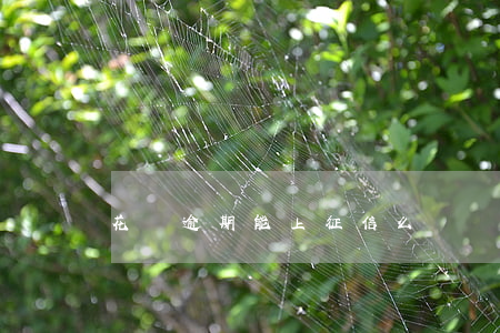 花唄逾期能上征信么