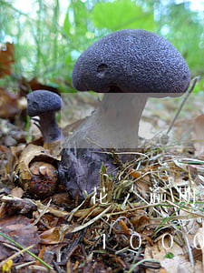 花唄逾期能不能協(xié)商每個月還個1000-花唄95188說協(xié)商不了怎么辦