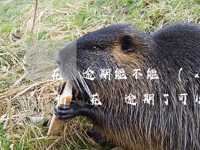花唄逾期能不能協(xié)商還款(支付寶借唄花唄逾期了可以協(xié)商還款嗎)