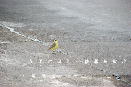 花唄逾期能不能報駕駛證(花唄逾期能不能報駕駛證)