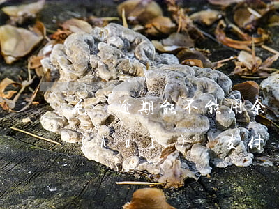 花唄逾期能不能用余額寶(花唄如果逾期了會(huì)從支付寶余額扣嗎)
