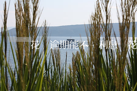 花唄逾期能不還利息嗎(花唄逾期能不還利息嗎)